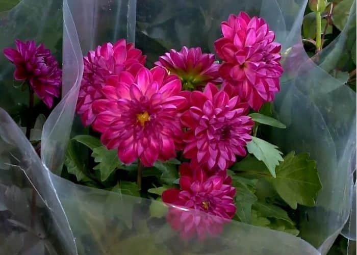 Flor rosa.