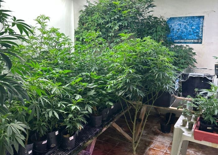 P&eacute;s de maconha sendo cultivados em resid&ecirc;ncia