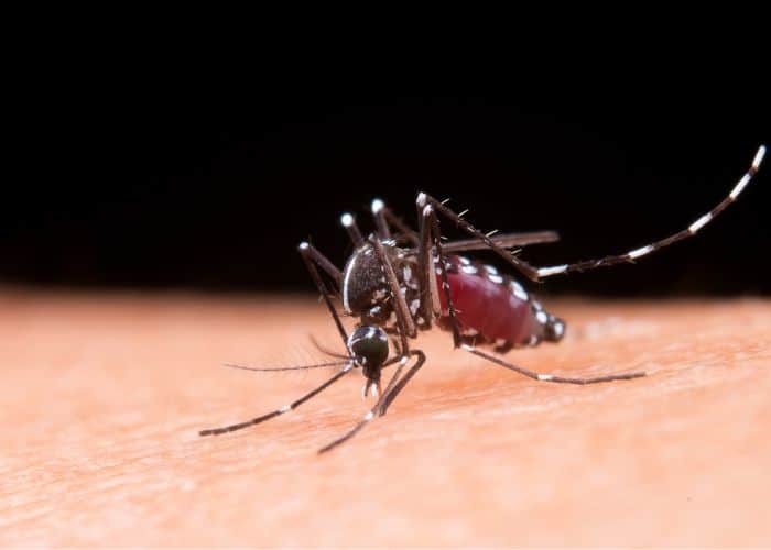 Mosquito aedes aegypti