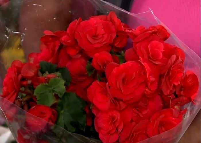 Rosas.