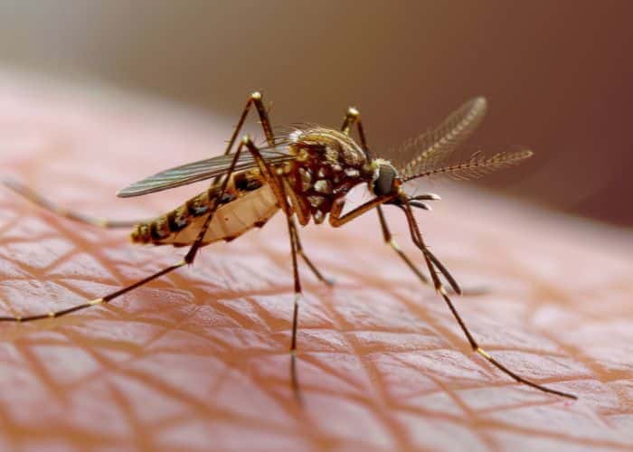 mosquito aedes aegypti