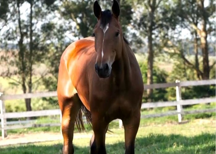 Cavalo.