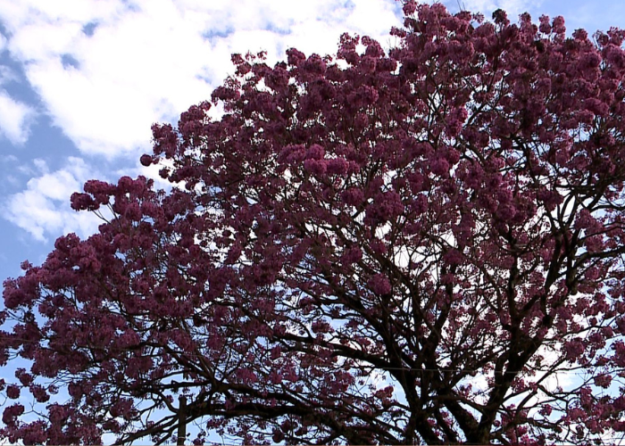 Florada dos ip&ecirc;s