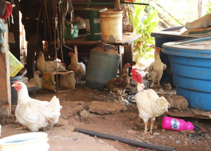Imagem de aves em um galinheiro