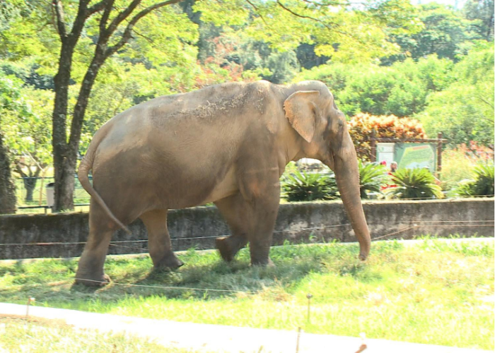 Elefante Sandro