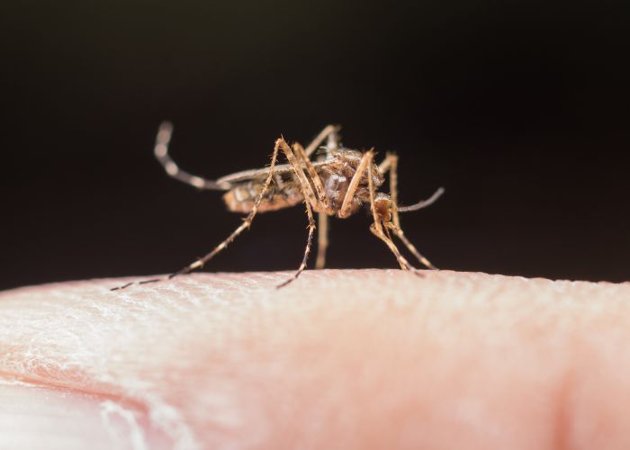 Mosquitos aedes aegypti