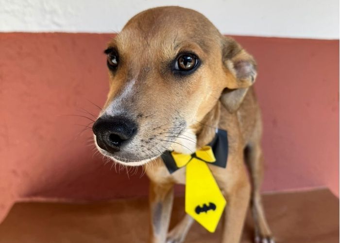 Feira de adoção de cães será realizada neste sábado no Parque das Águas