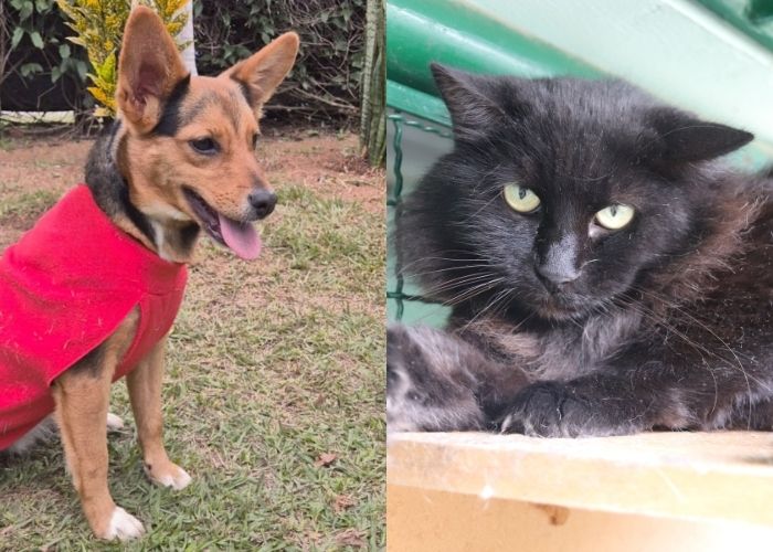 C&atilde;o e gato do Canil