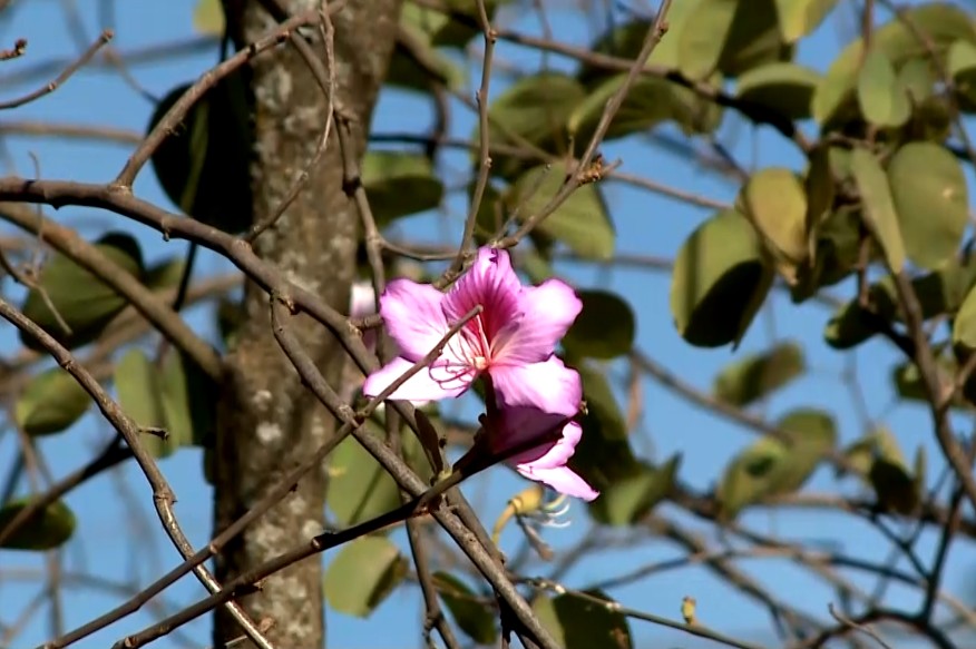 Imagem de flor.