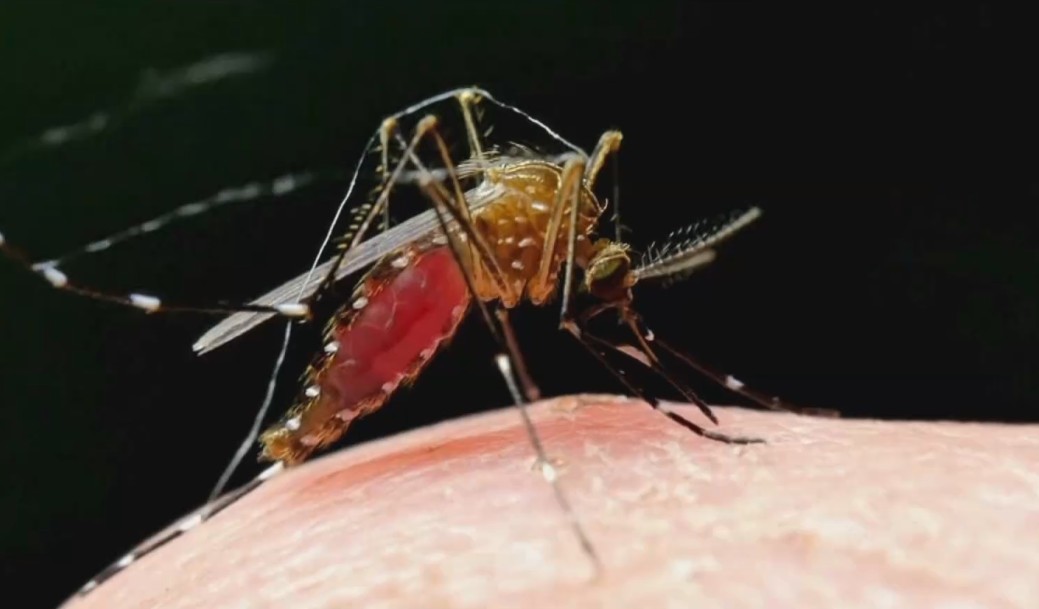Mosquito da dengue.