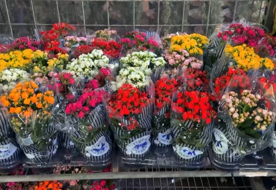 Flores expostas.