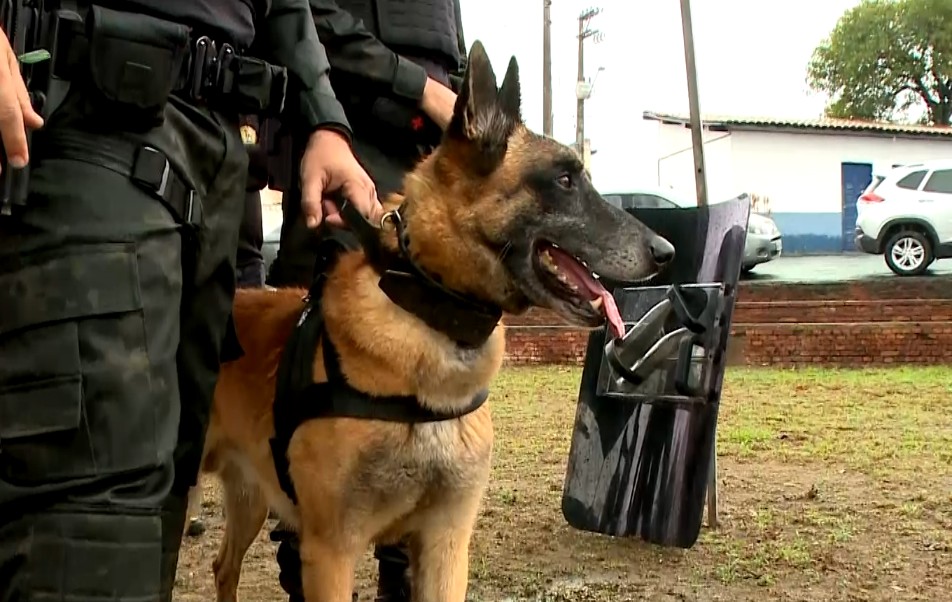 C&atilde;o da pol&iacute;cia.