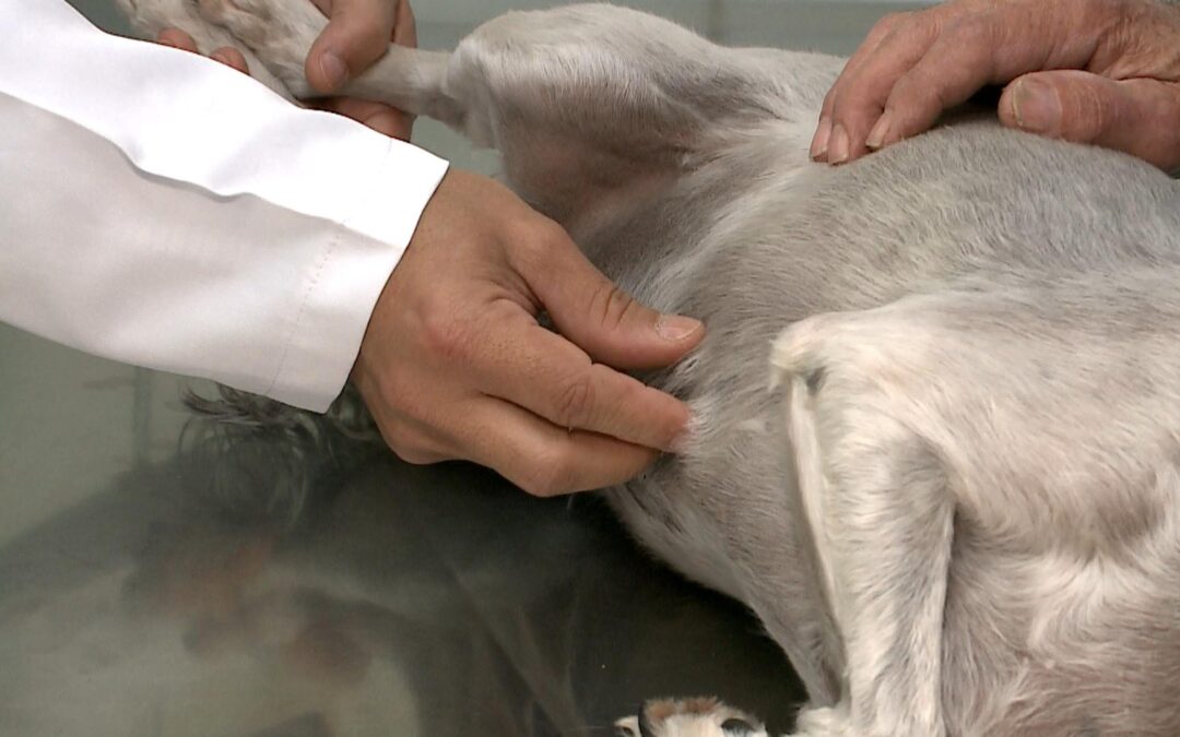Câncer de mama também afeta cães e gatos: prevenção e diagnóstico precoce são essenciais