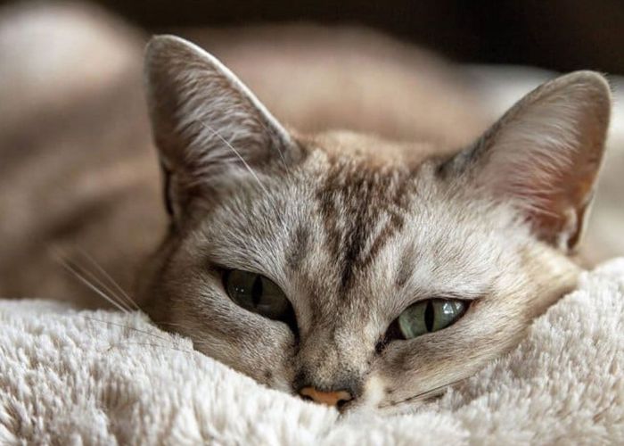 Feira de ado&ccedil;&atilde;o de gatos