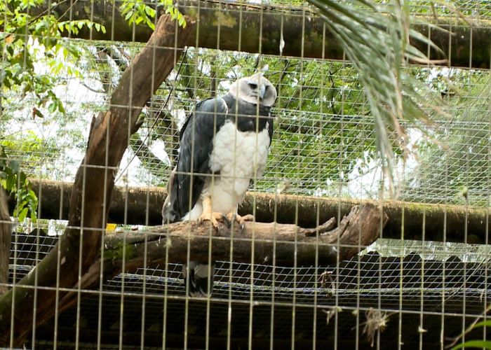 Aves vieram do Zool&oacute;gico de S&atilde;o Paulo e passam a integrar o setor de grandes rapinantes do parque