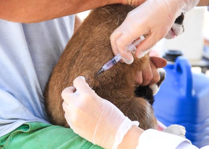 Vacinação antirrábica gratuita em Itupeva