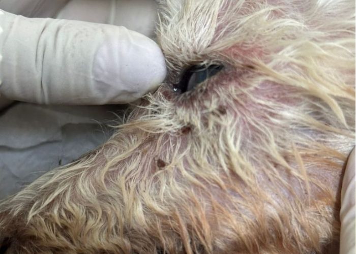 Tutora é levada à polícia após cachorro morrer em Sorocaba