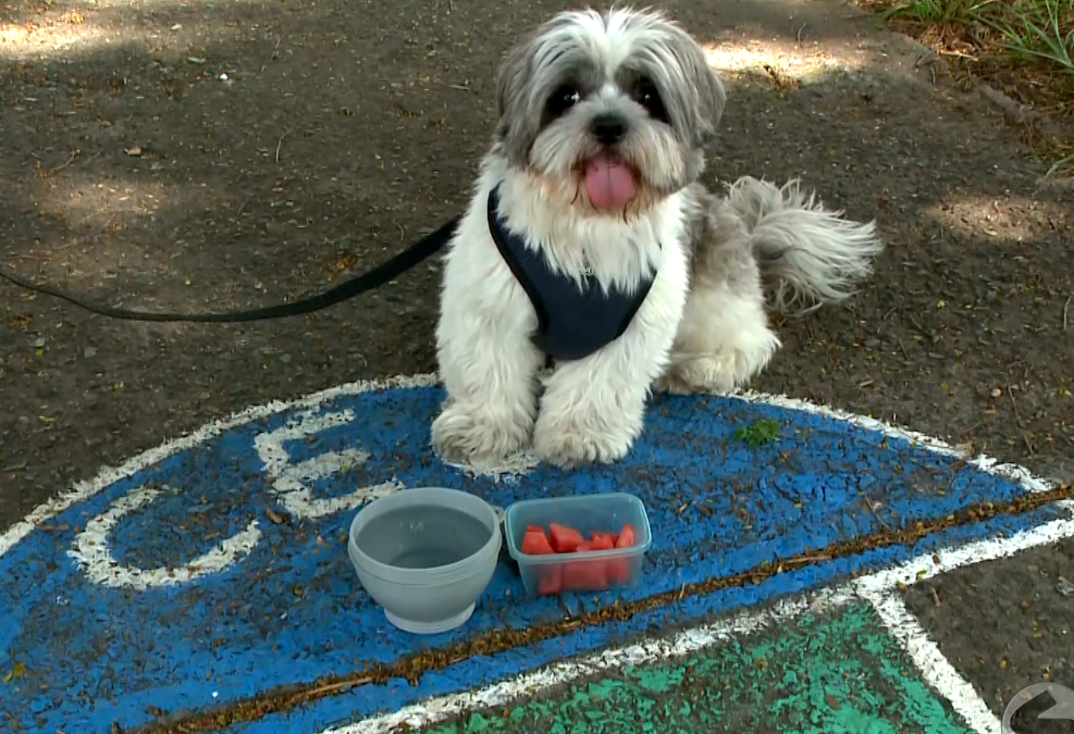 Altas temperaturas exigem cuidados extras com a hidratação dos pets