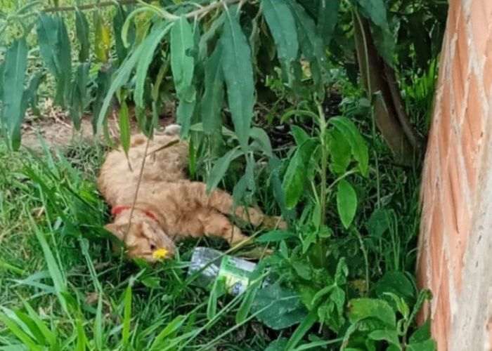 Cinco animais foram encontrados mortos ap&oacute;s envenenamento em Cap&atilde;o Bonito