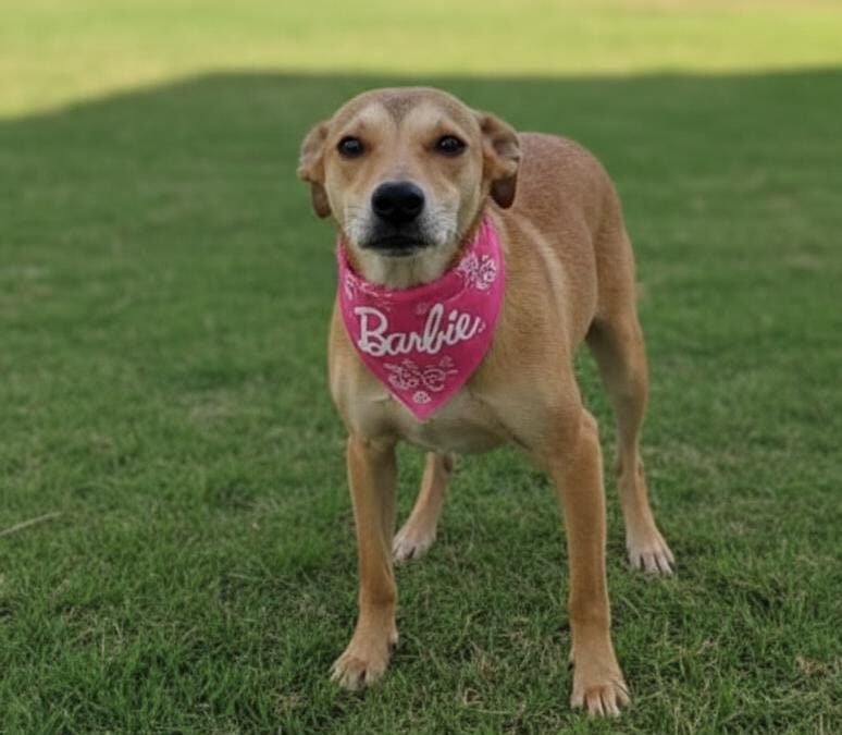 Evento reúne cães para adoção em Sorocaba neste sábado