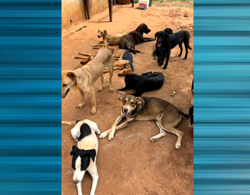 Casal é preso em Araçoiaba da Serra suspeito de maus-tratos a animais e estelionato