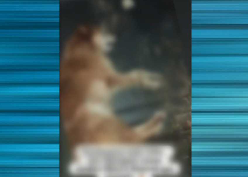 Imagem borrada do cachorro.