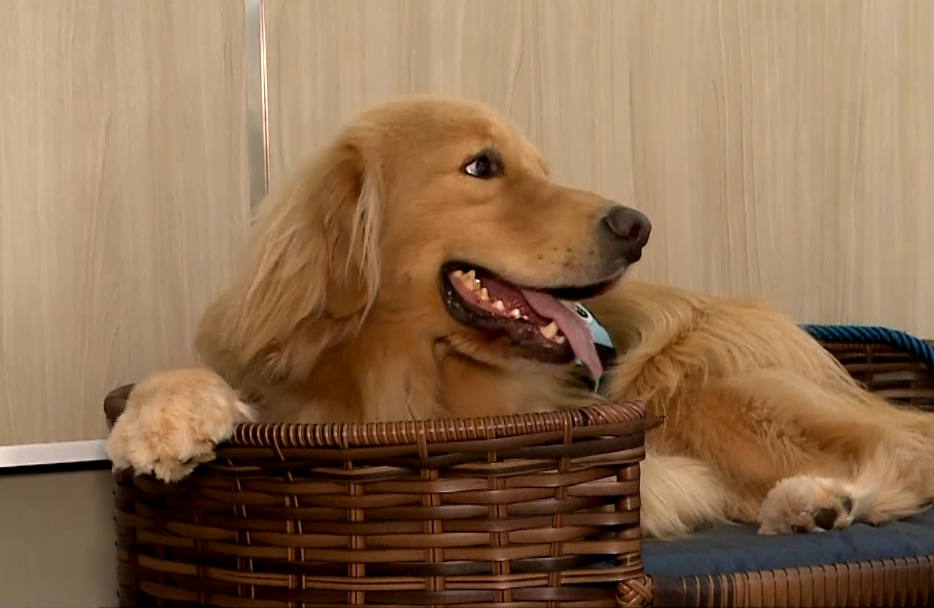Imagem de cachorro.