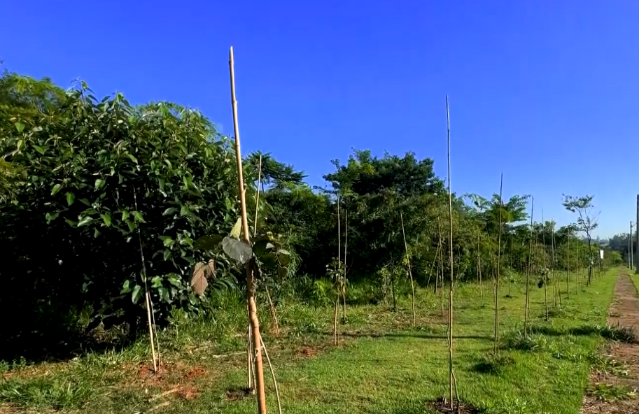 Imagem de muda plantada.