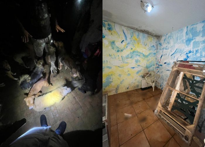Cerca de 60 cães são resgatados em situação de maus-tratos em São Roque