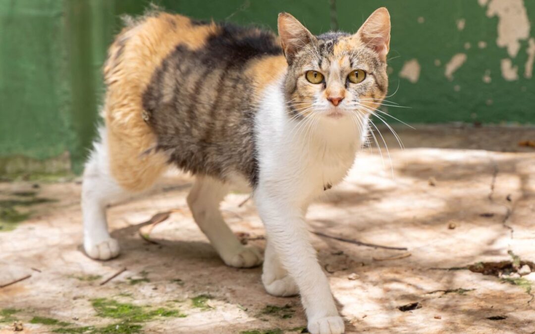 Programa oferece castração gratuita para cães e gatos em Jundiaí