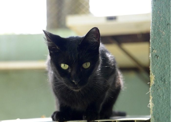 gato preto