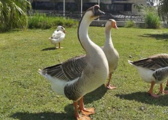 Prefeitura de Sorocaba transfere aves do Parque do Pa&ccedil;o ap&oacute;s morte de sete patos