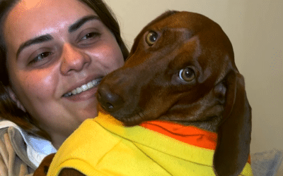 Mundial de seleções exige cuidados especiais com os pets durante os jogos