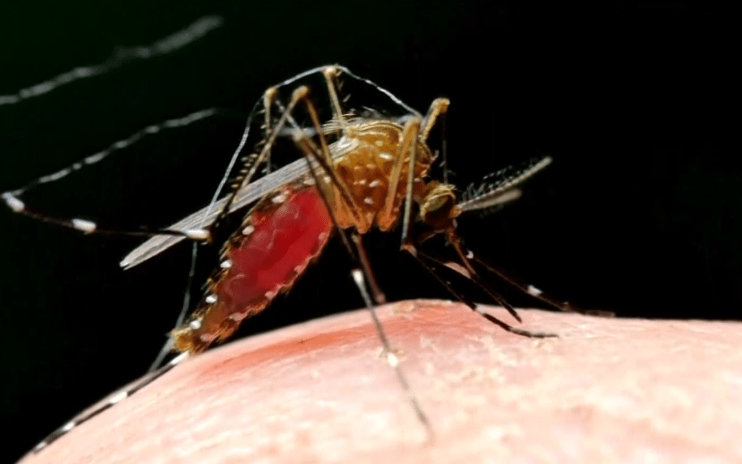 Votorantim intensifica combate à dengue após identificação de larvas em bairros da cidade