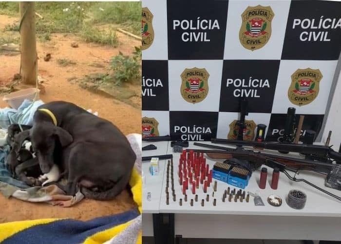 Homem é preso em Itupeva em ação contra crimes ambientais com resgate de cães e apreensão de animais silvestres