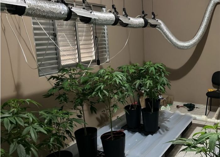 Imagem da estufa de maconha