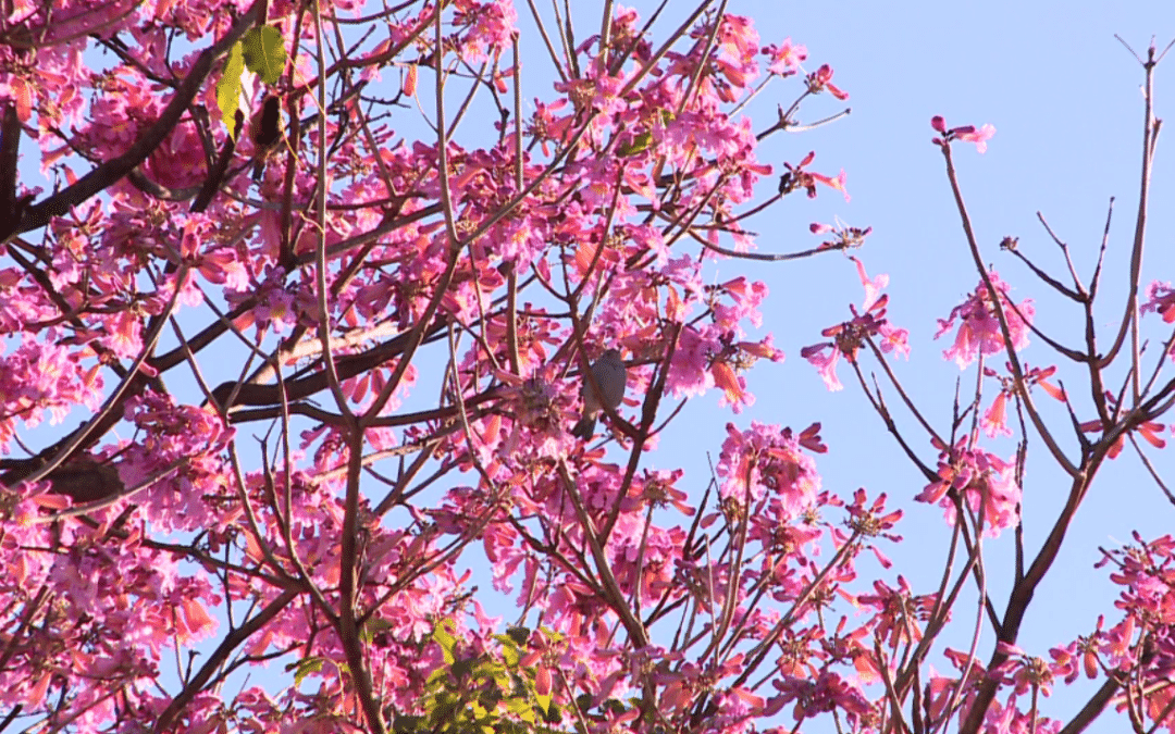 Florada dos ipês transforma a paisagem urbana de Sorocaba