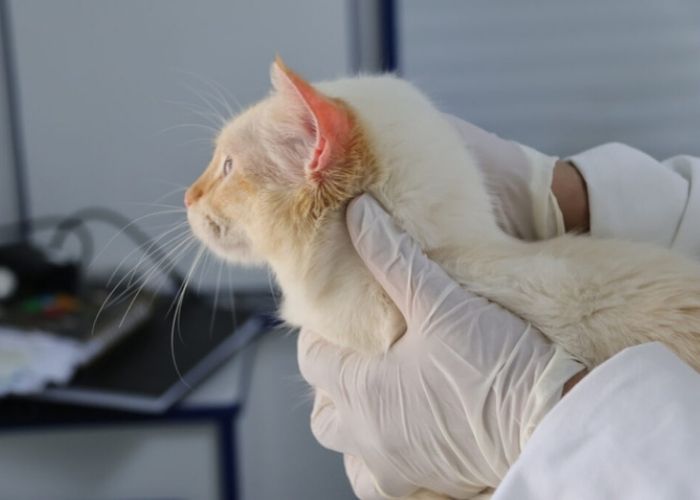 Imagem de um gato