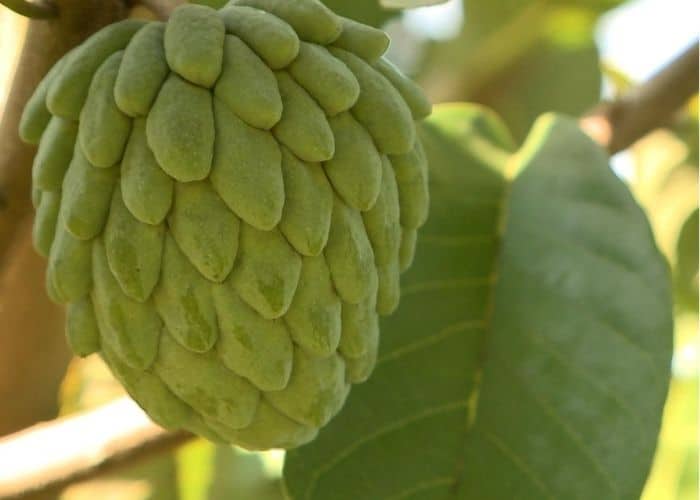 Produtores acompanham clima durante safra de atemoia em Itapetininga