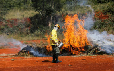 Nove em cada 10 incêndios em SP são causados por ação humana