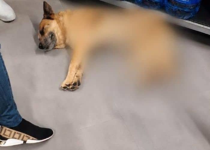 Cão morre baleado por sargento depois de atacar animais em São Roque
