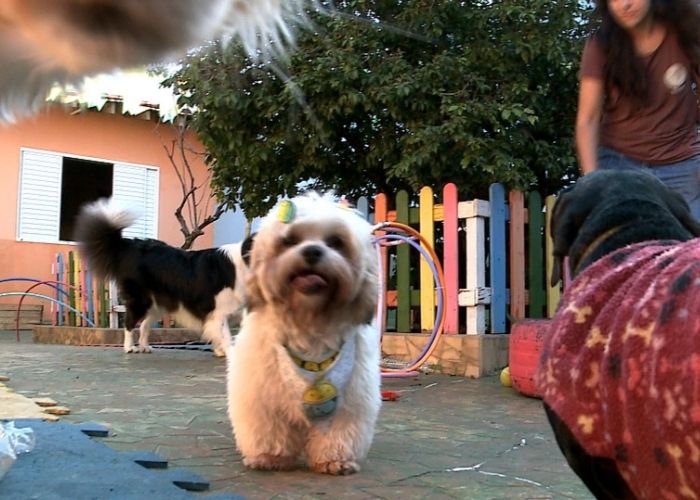 Hotéis para pets registram aumento na procura durante as férias de julho