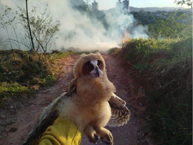 Defesa Civil resgata dois filhotes de coruja durante incêndio no limite de Jundiaí e Várzea Paulista