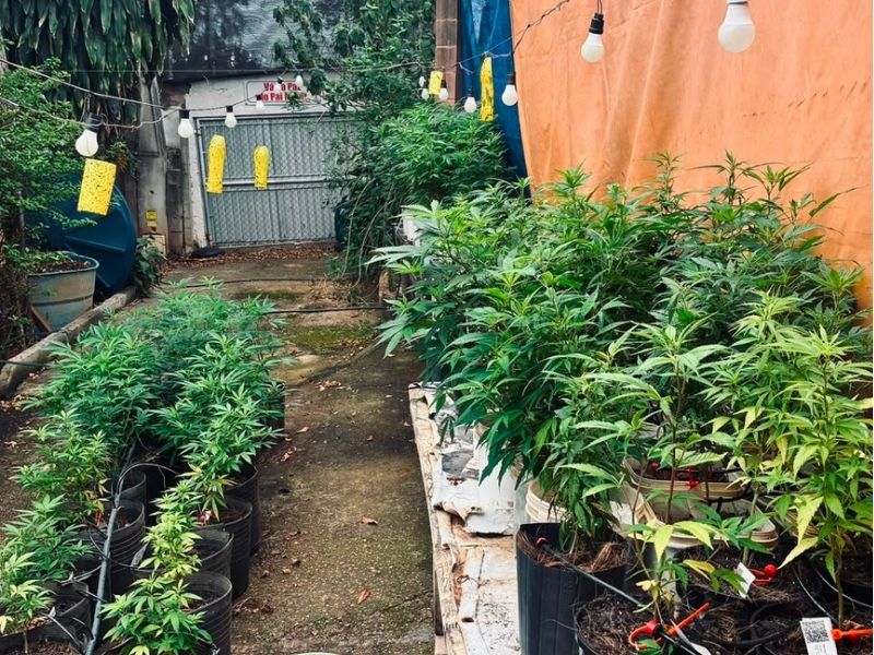 PM apreende pés de maconha e descobre laboratório clandestino em Itupeva