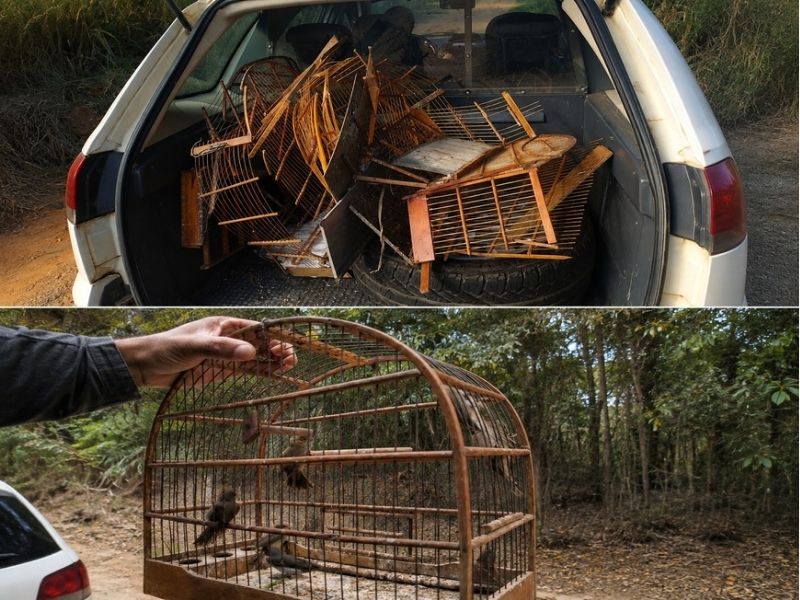 Apreensão de aves silvestres soma R$ 15 mil em multas, em Sorocaba