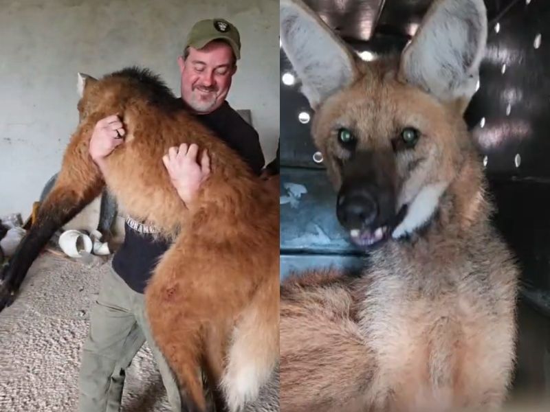 Lobo-guará é resgatado em São Roque
