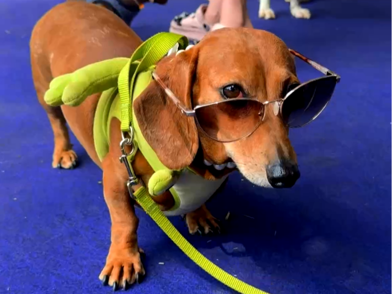 Imagem de cachorro da ra&ccedil;a salsicha usando um &oacute;culos de sol.