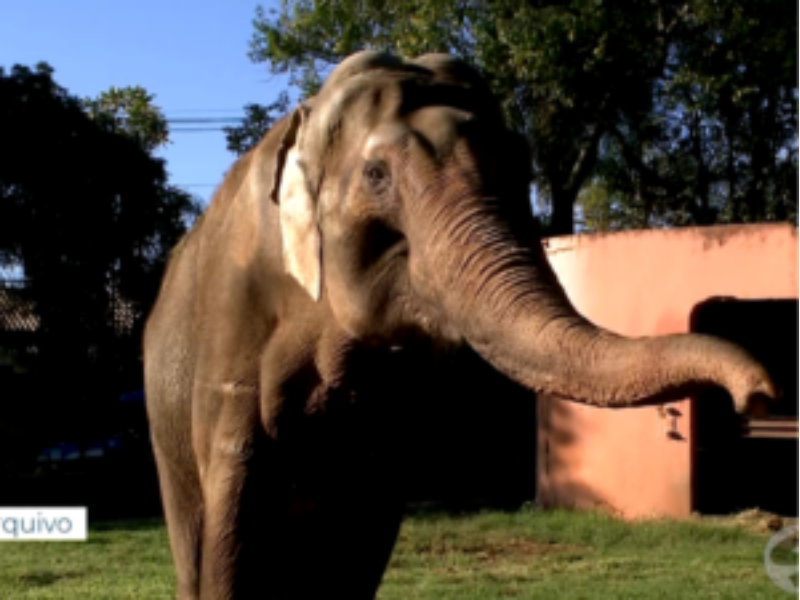 Elefante Sandro em Sorocaba: veterinário e ex-estagiária relembram décadas de convivência