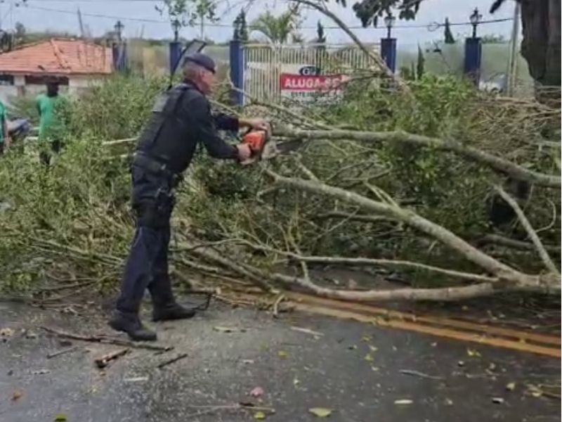 Árvore de grande porte cai e bloqueia Rodovia José Sartorelli entre Iperó e Boituva