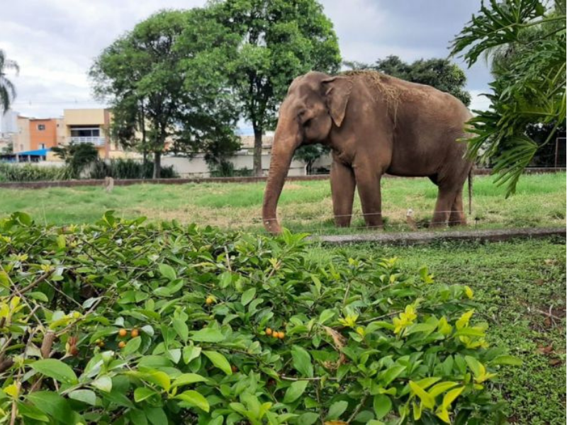 Caixa que será usada no transporte do elefante Sandro chegou a Sorocaba
